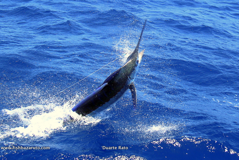 Blue marlin on a Stella 1