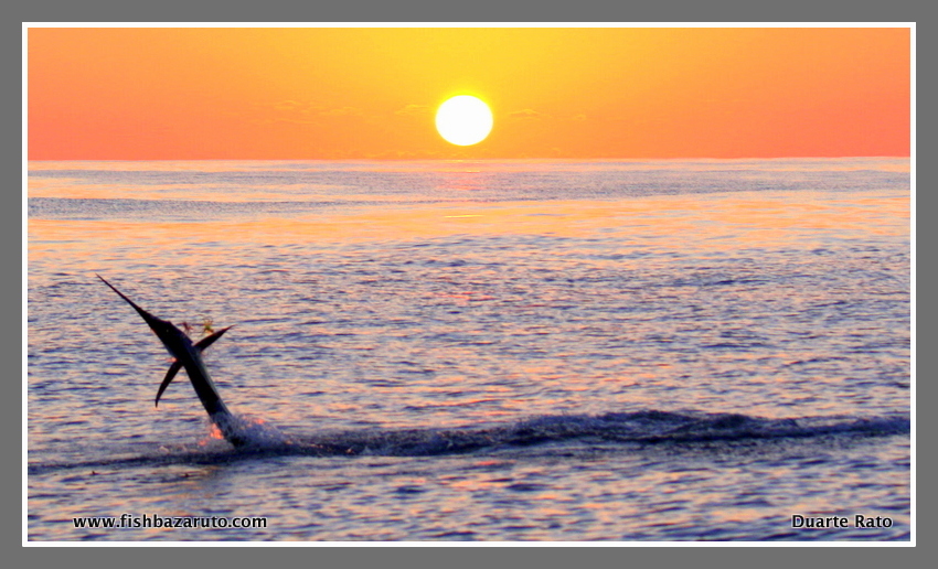 You are currently viewing Bazaruto / Vilankulos Fishing update June 2017