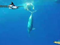 Blue marlin release off Cape Verde