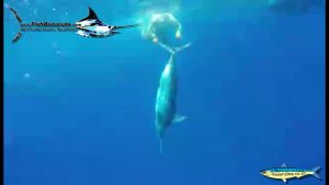 Read more about the article Video: blue marlin release at Cape Verde