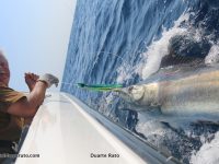 The numbers of small Black Marlin have been exceptionally high since early August all the way to mid-September. The big girls should start showing up anytime now!
