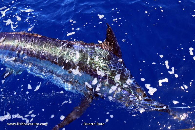 Blue Marlin about to be released aboard Vamizi out of the bazaruto Archipelago.