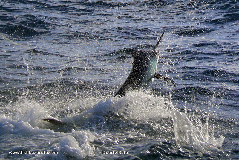 Small Black Marlin in the 80 to 200-pound range have been abundant and finally some of the bigger fish are starting to show. The big girls will be here any time now!