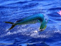 Dorado started to show real early this year and despite no real Bulls yet they have made up in numbers with some hot triple and quadruple bites. Acrobatic and tasty…