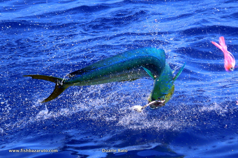 Dorado started to show real early this year and despite no real Bulls yet they have made up in numbers with some hot triple and quadruple bites. Acrobatic and tasty…