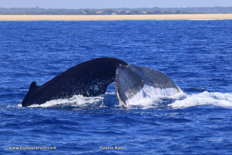 Humpback Whales are all over the Ocean from July to October of every year out of the Bazaruto Archipelago. This year was no exception and with the flat-water conditions that have persisted for the last two weeks it’s been a real treat to watch them all day – every day!