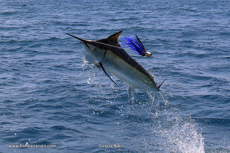 Read more about the article Bazaruto Black n Blue Marlin plus record wahoo for Craig…
