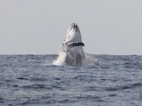 Humpback Whales can be spotted all through winter time in the waters around Vilanculos. Vila do Paraiso can get you out there and right in it .