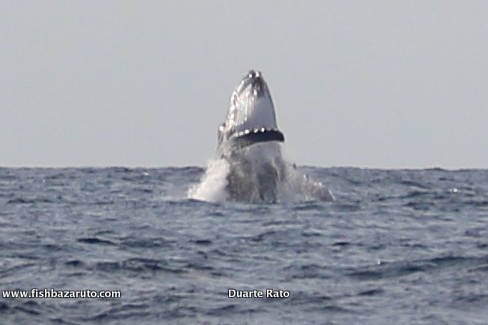 Humpback Whales can be spotted all through winter time in the waters around Vilanculos. Vila do Paraiso can get you out there and right in it .