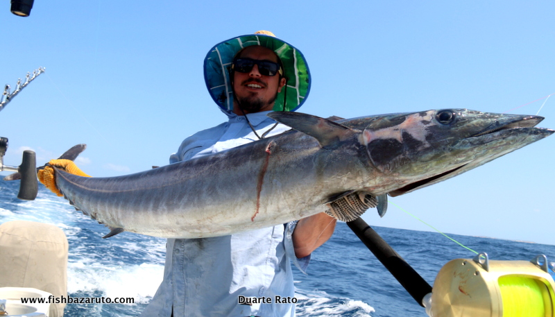 The wahoo bite has been red hot for over a month now and some really good fish in excess of 30 kilos being caught regularly. Craig with one that was just shy of 30 kilos but still his biggest to date!