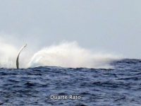 Humpback Whale off Bazaruto (c) Duarte Rato