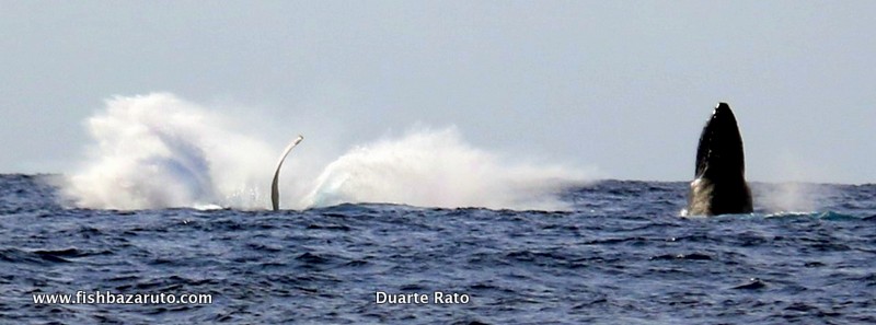 Humpback Whale off Bazaruto (c) Duarte Rato