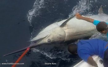 Grander Black Marlin