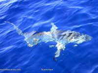 Beautiful and powerful, and always up for an argument - the sharks can be quite adamant around Baz sometimes.