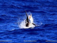 Another fab marlin trip to Bazaruto by FishBazaruto.com