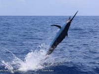 Carl Jankowitz and Duarte Rato taming marlin off Bazaruto Island in Southern Mozambique