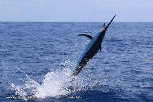 Read more about the article 5 for 4 Black Marlin for Carl Jankowitz