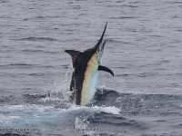 Another Bazaruto Black Marlin by FishBazaruto.com