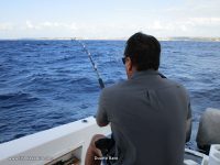 On a marlin trip to Bazaruto, you will encounter all sorts of denizens from the deep!