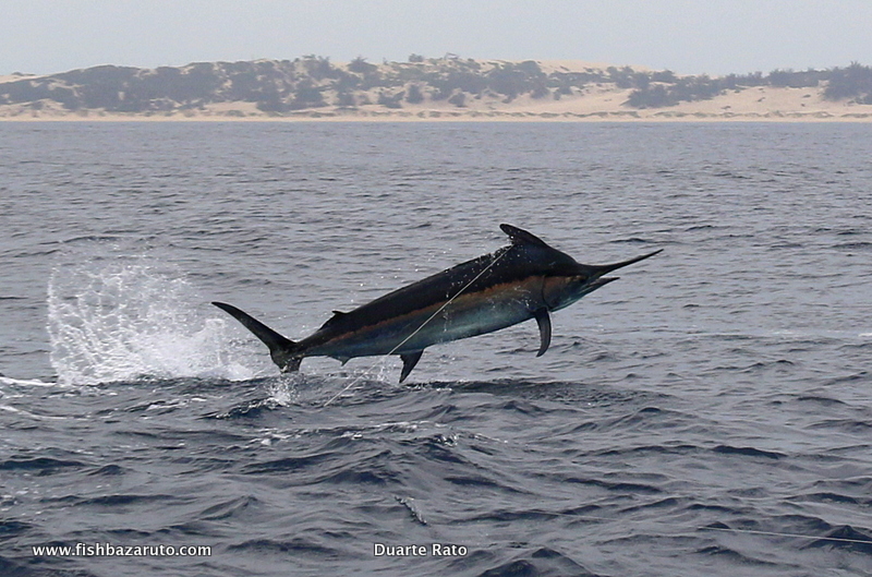 Read more about the article BLACK MARLIN BONANZA FOR UK BLOKES….