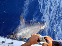 About to let a 250lb black go back swimming free