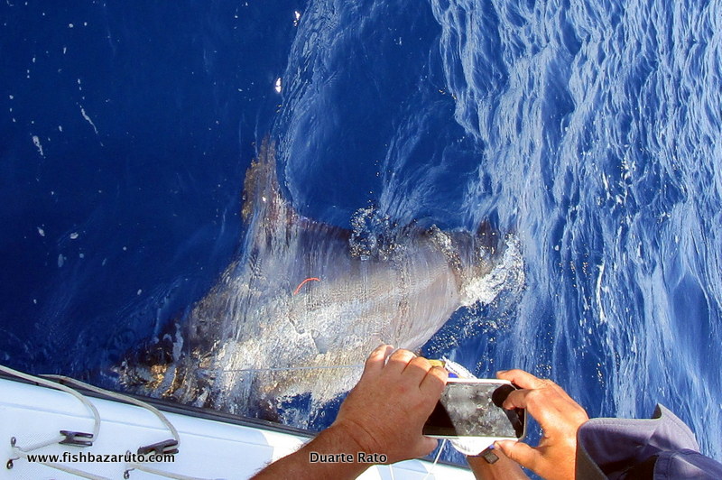 About to let a 250lb black go back swimming free