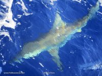 Ian, Gideon & Jaco´s Marlin trip to Bazaruto