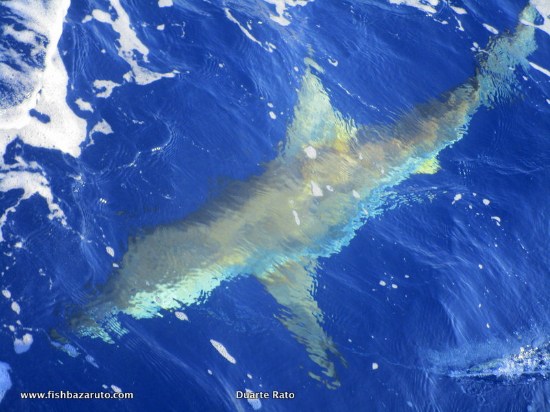 Ian, Gideon & Jaco´s Marlin trip to Bazaruto