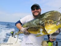 Whilst chasing Black Marlin, all sorts of other species are encountered, in the waters off Baz