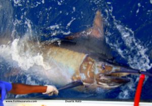 Read more about the article Mike & Andrew catch their first Big Black Marlin