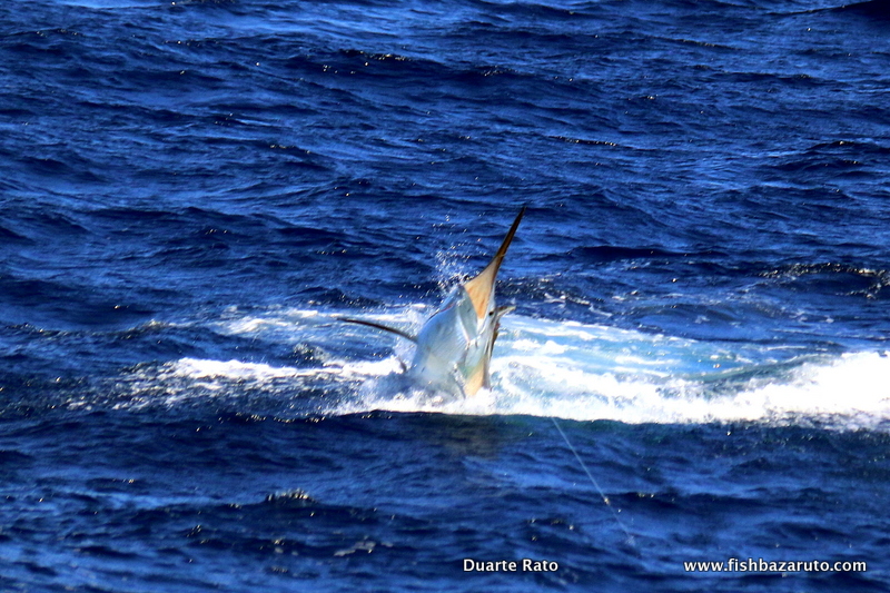 Black marlin!