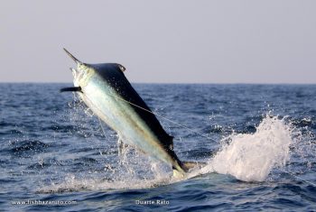 Ryan Chalmers' biggest marlin taken by Vamizi off Bazaruto captained by Duarte Rato
