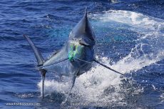 Catch a marlin on lure with Captain Duarte Rato