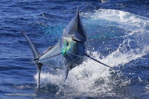 Read more about the article November´s first fish – 700-pound Marlin on lure