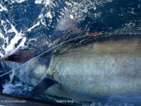 This 550-pound Black was the biggest Marlin release from the 6 Marlin, Ian and Brian from New Zealand, got on their second trip to Bazaruto aboard VAMIZI.