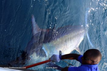 It's big fish time at Bazaruto