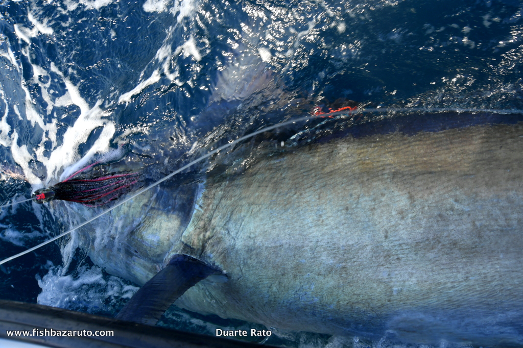 This 550-pound Black was the biggest Marlin release from the 6 Marlin, Ian and Brian from New Zealand, got on their second trip to Bazaruto aboard VAMIZI.