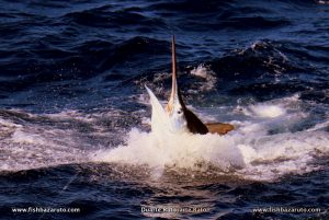 This nice 400 pound black Marlin release before 7am on a live bonito