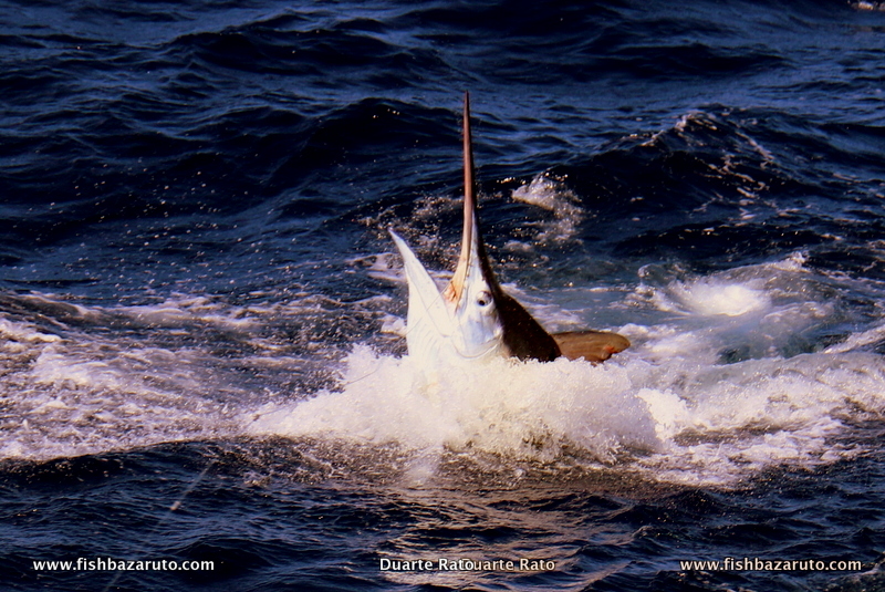 This nice 400 pound black Marlin release before 7am on a live bonito