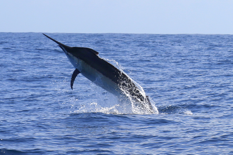 Andrew´s 700-pound Marlin on lure taking into the air for the 20th time, this was just the most amazing fish we have had this season with all the surface runs and nonstop jumps…