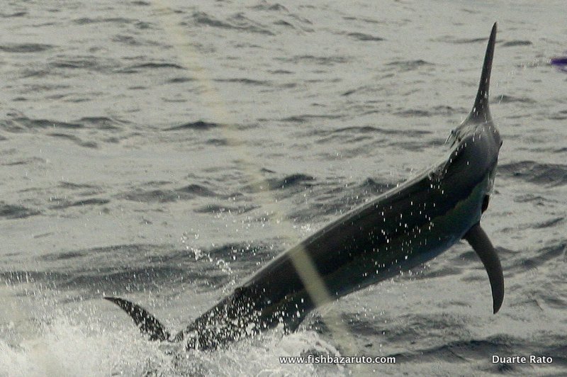Unseasonal overcast and windy conditions persisted for the all week. This small Black Marlin release was released by Brian Rhodes aboard VAMIZI