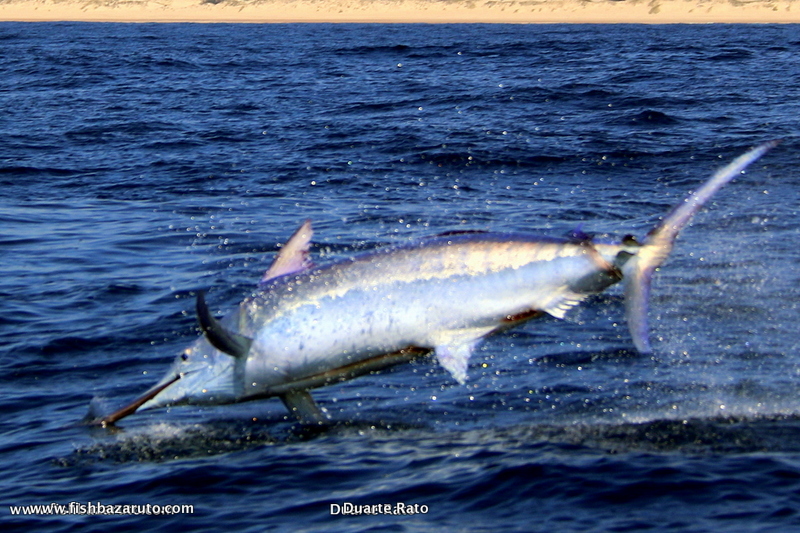 A nice fat 400 pounder that decided to steal our YFT on a bait rod right by the boat on the guys last day…