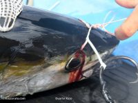Small Yellowfin tuna, skipjacks and bonitos are the most used live baits on Bazaruto.