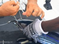 Quickly rigging a live bait.