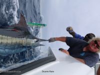 Bazaruto is known for its Giant Black Marlin but Blues are regularly caught when boats venture out wide