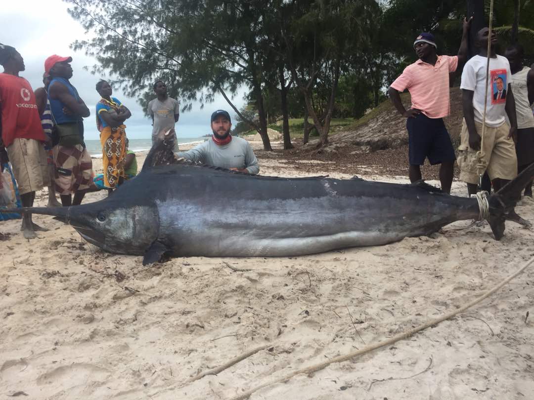 The crew aboard Alladin´s got a real nice one on a live skipjack this past week. The 945 pounds big fish was done and they decided to boat it.