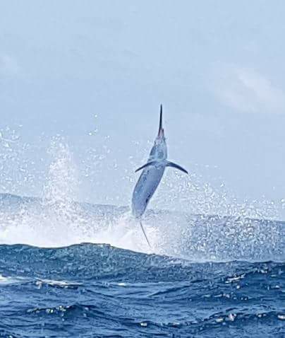 Squmfemfe have fished brilliant on their 2 week trip to the Archipelago and released a number of good fish.