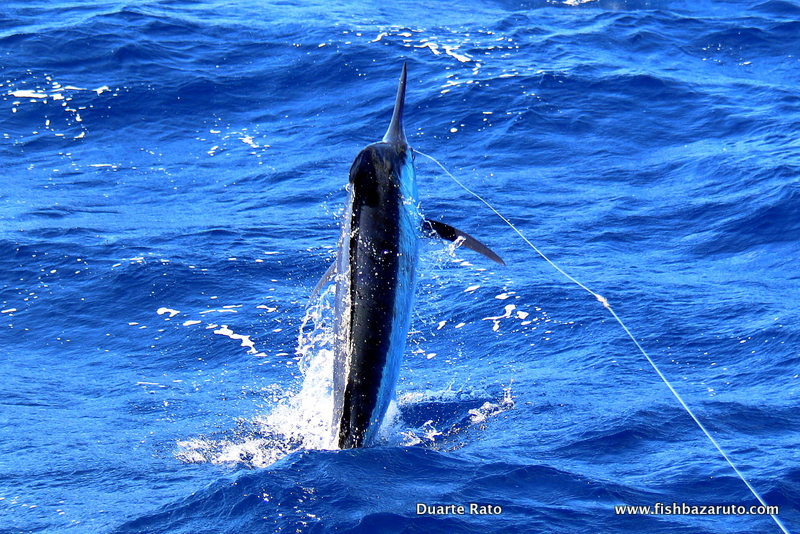 The 2017 Bazaruto Marlin Season has been spectacular with a lot of mid rangers (as pictured), small Rats, but especially good numbers of Big Fish!