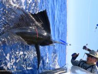 Although Sailfish peak in the winter months between May and September on the Archipelago, they can be caught year round and where a nice and common by catch in late November and early December, including some Big Fish exceeding 45 kilos.