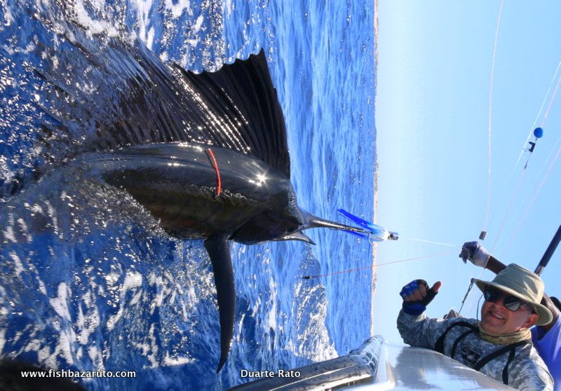 Although Sailfish peak in the winter months between May and September on the Archipelago, they can be caught year round and where a nice and common by catch in late November and early December, including some Big Fish exceeding 45 kilos.